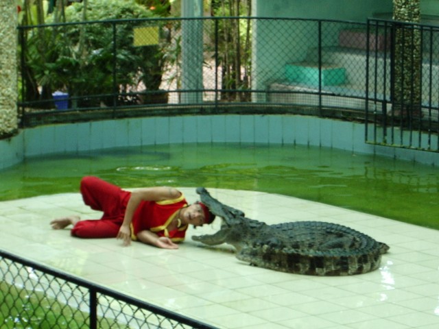 The croc feeding